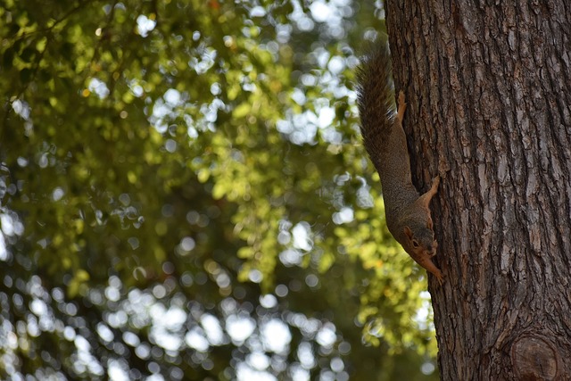 赫罗纳真的 赫罗纳真的